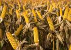LOS PRODUCTORES AGROPECUARIOS APOYAN A MILEI PESE A QUE PIERDEN
