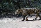 SE REGISTRÓ AL YAGUARETÉ TAÑHI WUK EN EL PARQUE NACIONAL EL IMPENETRABLE