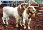 LA FIESTA PROVINCIAL DEL CHIVO SE VIVIRÁ A PLENO EN PAMPA DEL INFIERNO