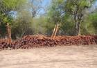 ILEGALMENTE CORTADOS: MILLONARIO RECUPERO DE POSTES, POR PARTE DE LA DIRECCIÓN DE BOSQUES