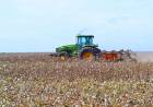 CHACO: PRODUCTORES ALGODONEROS DEBEN INSCRIBIRSE EN EL SIPACH, ANTES DEL 10 DE SEPTIEMBRE
