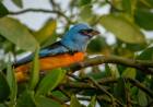 EL IMPENETRABLE EXPONE AL MUNDO SU GRAN DIVERSIDAD DE AVES