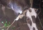 RECUPERARON UNA VACA EN COLONIA ABORIGEN