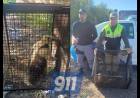 CAPTURAN UN OSO MELERO EN UNA ZONA URBANA