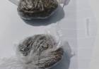 INTERCEPTARON A DOS JÓVENES CON MARIHUANA