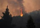 ARGENTINA OFRECIÓ AYUDA A CHILE PARA COMBATIR LOS INCENDIOS FORESTALES