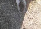 LA POLICÍA RURAL VERIFICA UN CASO DE PRESUNTAS MUTILACIONES DE ANIMALES VACUNOS