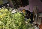 SE DESMANTELO LABORATORIO DE CANABIS EN BARRIO ESPAÑA