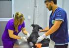 IMPULSAN UNA LEY PROVINCIAL PARA FRENAR LA SOBREPOBLACIÓN DE PERROS Y GATOS