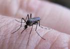 SE NOTIFICARON 322 NUEVOS CASOS DE CHIKUNGUNYA