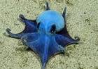 DESCUBREN NUEVA ESPECIE DE DIMINUTO PULPO AZUL EN LAS ISLAS GALÁPAGOS