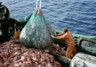 DENUNCIAN QUE LA PESCA ILEGAL EXTRAE HASTA 3 MILLONES DE TONELADAS EN AGUAS ARGENTINAS