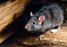 CONFIRMAN UN NUEVO CASO DE HANTAVIRUS EN BARILOCHE: LA PACIENTE ESTÁ INTERNADA EN TERAPIA INTENSIVA