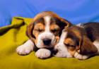 DÍA MUNDIAL DEL PERRO: CINCO ACTIVIDADES PARA FORTALECER EL VÍNCULO