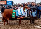 ORGULLO CHAQUEÑO EN PALERMO: CABAÑAS DE LA PROVINCIA BRILLARON EN LA EXPOSICIÓN RURAL CON IMPORTANTES PREMIOS