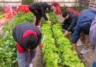 VILLA ÁNGELA: LA HUERTA DEL IESVA CONTINÚA EN PRODUCCIÓN DURANTE EL RECESO INVERNAL