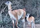 NACIÓ TUSQUITA, PRIMERA GUANACA CONCEBIDA EN EL IMPENETRABLE EN MÁS DE UN SIGLO
