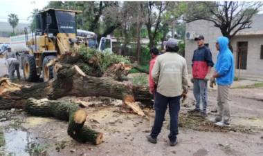 TORMENTA ELÉCTRICA Y VIENTO INTENSO DEJÓ GRAN CANTIDAD DE ÁRBOLES CAÍDOS