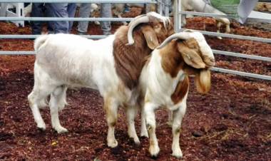 LA FIESTA PROVINCIAL DEL CHIVO SE VIVIRÁ A PLENO EN PAMPA DEL INFIERNO