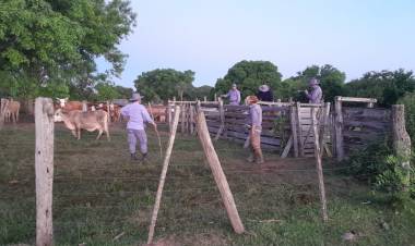 EFECTIVOS LOGRAN RECUPERAR VACUNOS DENUNCIADOS COMO PERDIDOS
