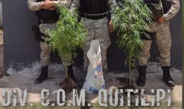 TRANSPORTABA DOS PLANTAS DE MARIHUANA Y FUE DETENIDO POR MOTORISTAS