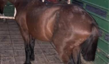 VILLA ÁNGELA: OPERATIVOS RURALES: SECUESTRAN ARMAS, EQUIPOS DE CAZA Y ANIMALES SUELTOS