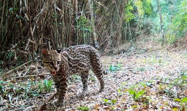 REALIZAN EL MAYOR RELEVAMIENTO POBLACIONAL DEL OCELOTE EN LA SELVA MISIONERA
