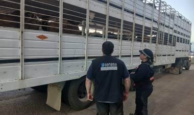 FIN DE SEMANA: INCAUTARON ARMA DE FUEGO, ARMA BLANCA Y SECUESTRARON AVES SILVESTRES