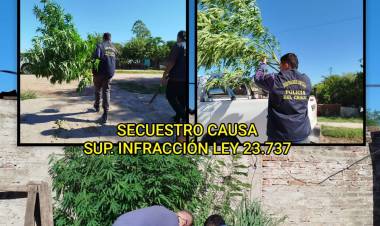 VILLA ÁNGELA: SECUESTRAN PLANTA DE MARIHUANA TRAS TAREAS INVESTIGATIVAS