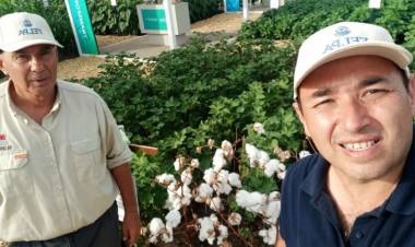 EL INTA PRESENTÓ EN EXPOAGRO LA VARIEDAD DE FIBRA EXTRALARGA ALHUE