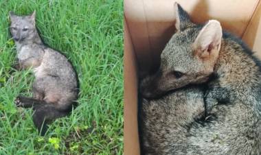 RESCATARON A UN CACHORRO DE AGUARÁ GUAZÚ HERIDO EN COLONIA BENÍTEZ