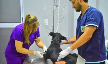 IMPULSAN UNA LEY PROVINCIAL PARA FRENAR LA SOBREPOBLACIÓN DE PERROS Y GATOS