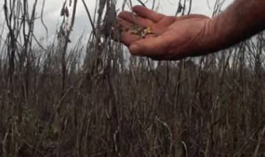 PEDIDO DEL CAMPO: "HOY MÁS QUE NUNCA NECESITAMOS MEDIDAS DIFERENCIADAS"