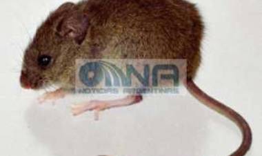 LA OMS CONFIRMÓ UN SEGUNDO CASO DE HANTAVIRUS EN EL CRUCERO