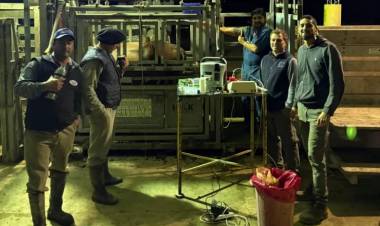 AVANZAN EN PRODUCCIÓN DE EMBRIONES BOVINOS IN VITRO