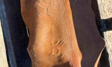 QUISO PASAR LOS CONTROLES CON MÁS DE 60 ANIMALES CON MARCAS Y SEÑALES AJENAS