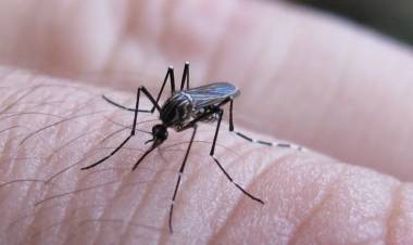 SE NOTIFICARON 258 CASOS NUEVOS DE FIEBRE CHIKUNGUNYA