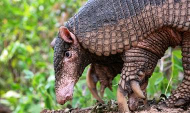 CHACO: COLOCAN UN DISPOSITIVO SATELITAL A UN TATÚ CARRETA, EL ARMADILLO MÁS GRANDE DEL MUNDO