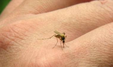 BROTE DE FIEBRE CHIKUNGUNYA: SE NOTIFICARON 42 NUEVOS CASOS