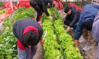 VILLA ÁNGELA: LA HUERTA DEL IESVA CONTINÚA EN PRODUCCIÓN DURANTE EL RECESO INVERNAL