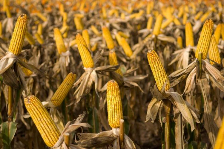 LOS PRODUCTORES AGROPECUARIOS APOYAN A MILEI PESE A QUE PIERDEN