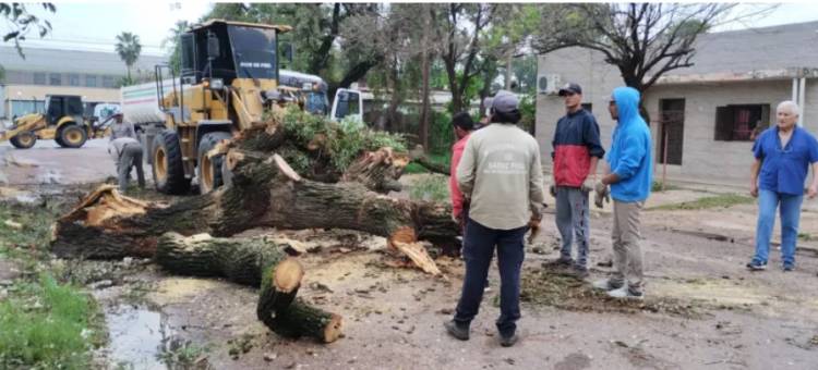 TORMENTA ELÉCTRICA Y VIENTO INTENSO DEJÓ GRAN CANTIDAD DE ÁRBOLES CAÍDOS