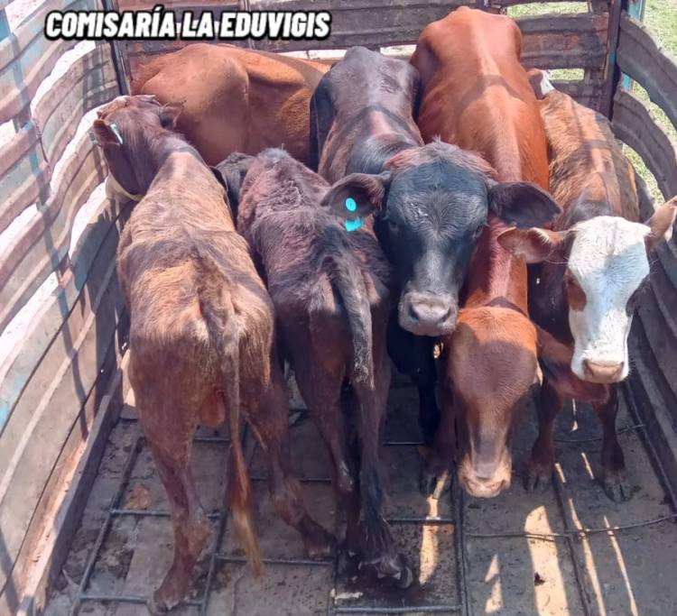 TRANSPORTABA ANIMALES VACUNOS SIN LA DOCUMENTACIÓN CORRESPONDIENTE