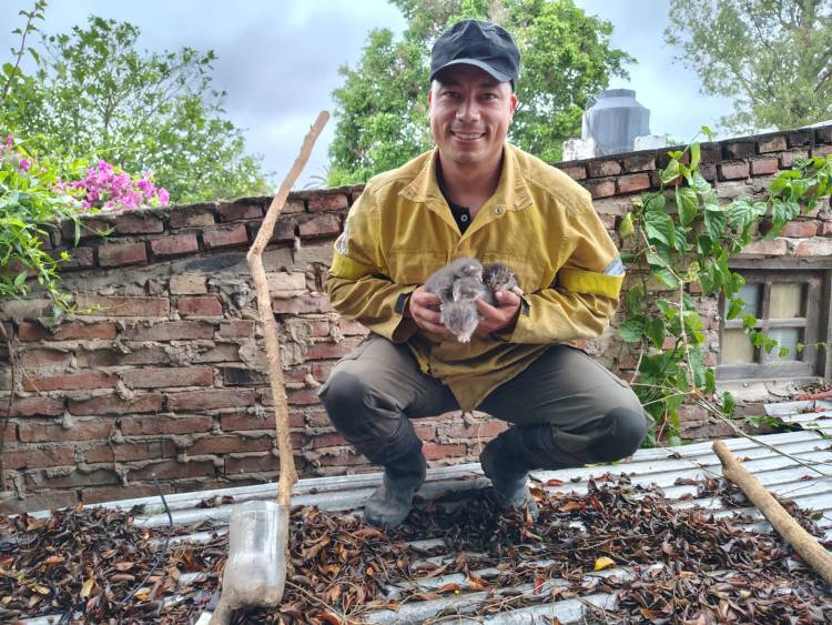 VILLA ÁNGELA : RESCATAN A CINCO GATITOS ATRAPADOS EN UNA MEDIANERA