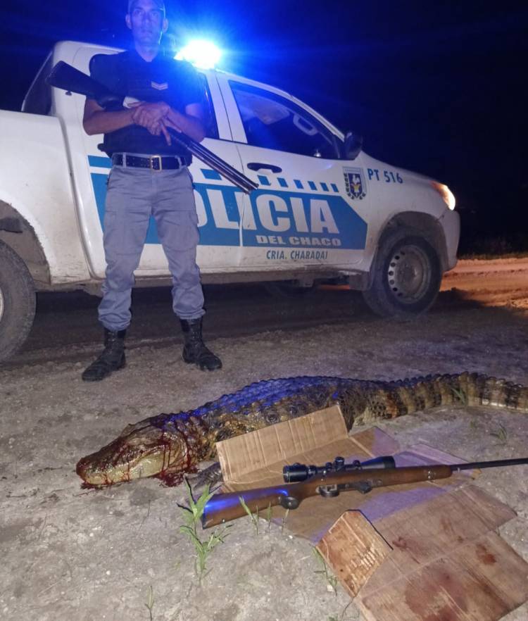 TRANSPORTABAN UN YACARE OVERO SIN VIDA Y DOS MUSLO DE ÑANDU