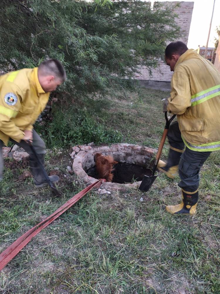 VILLA ÁNGELA: RESCATARON A UN EQUINO QUE CAYÓ EN UN POZO