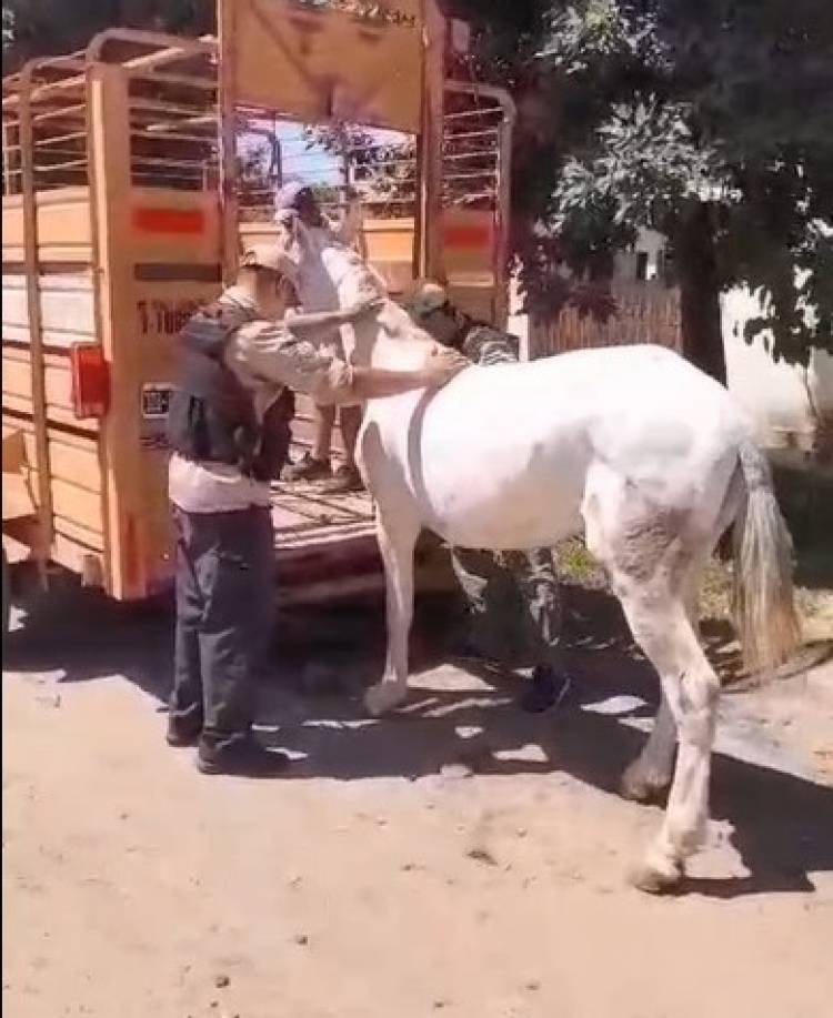 JUNTO A LA FUNDACIÓN LIBERA, SALVARON OTRA CABALLO VÍCTIMA DE LA EXPLOTACIÓN ANIMAL