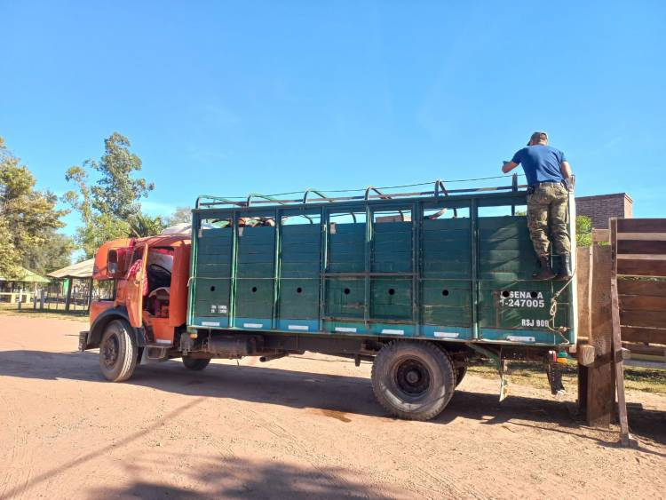 TRANSPORTABA ANIMALES PERO CON MARCAS Y SEÑALES INCOMPLETAS