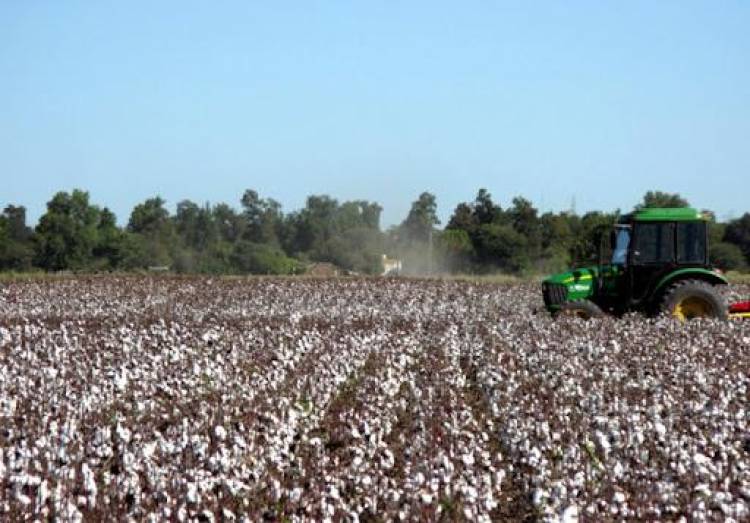 CAMPAÑA ALGODONERA: MÁS DE 415 MILLONES RECIBIERON ESTE MARTES LOS PRODUCTORES