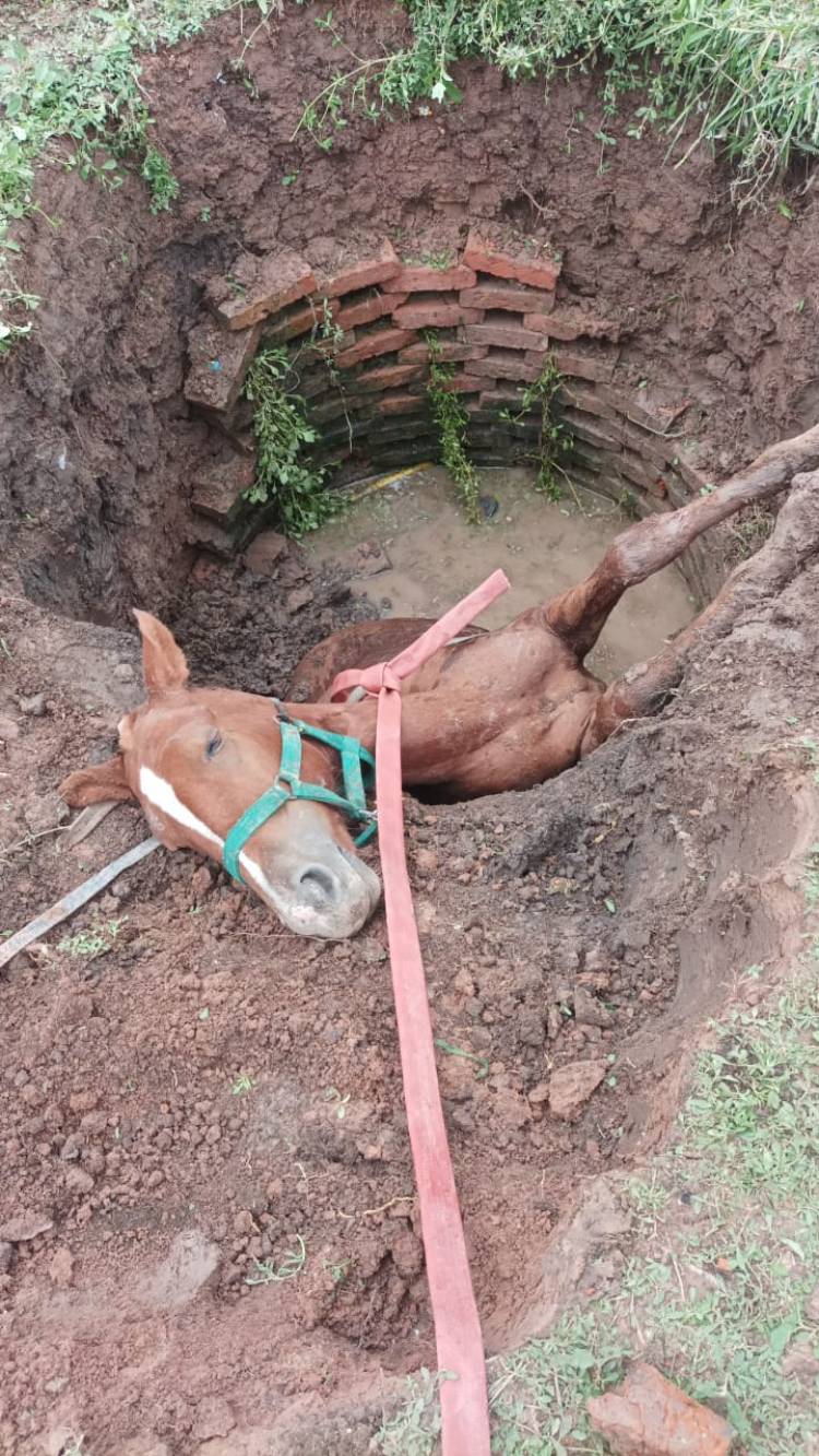VILLA ÁNGELA: BOMBEROS RESCATAN A UN CABALLO DE UN POZO CIEGO